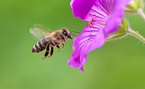 Bees
