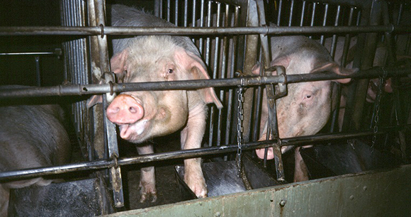 Why Factory Farming Violates Basic Animal Rights