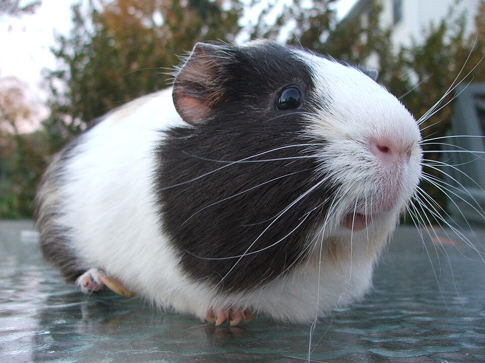 10 Quiet Pet Animals Perfect for Small Apartments