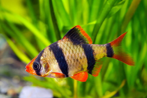 10 Quiet Pet Animals Perfect for Small Apartments