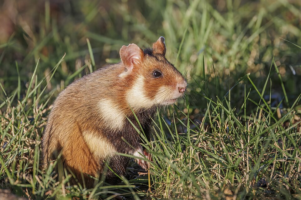 10 Quiet Pet Animals Perfect for Small Apartments