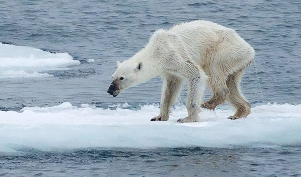 How Ice Melting Affects Polar Bears