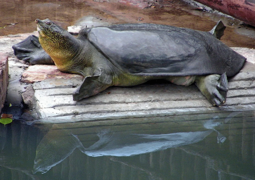 The Last 100: Endangered Species on the Edge of Extinction