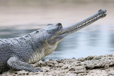 Endangered