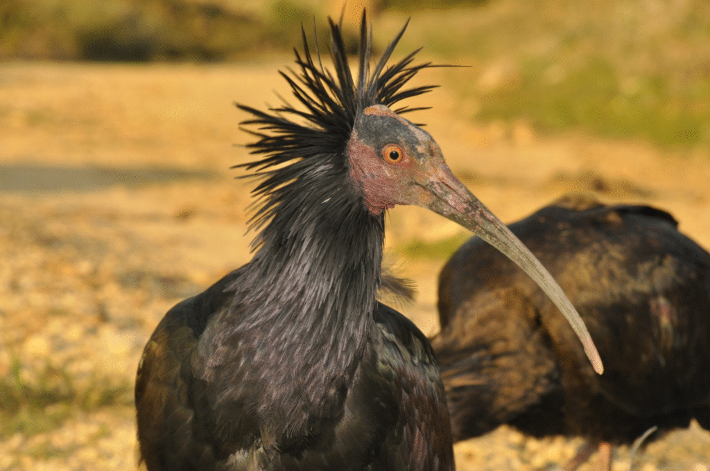 Edge of Existence: The Last 50 of These Species Still Survive