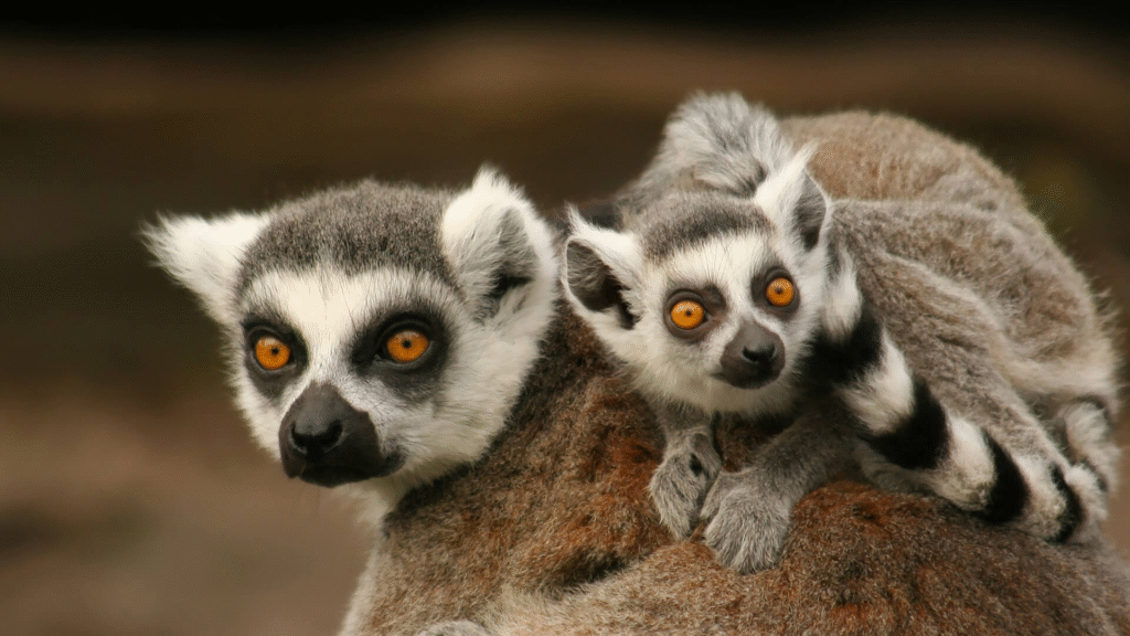 Edge of Existence: The Last 50 of These Species Still Survive