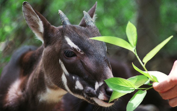 Edge of Existence: The Last 50 of These Species Still Survive