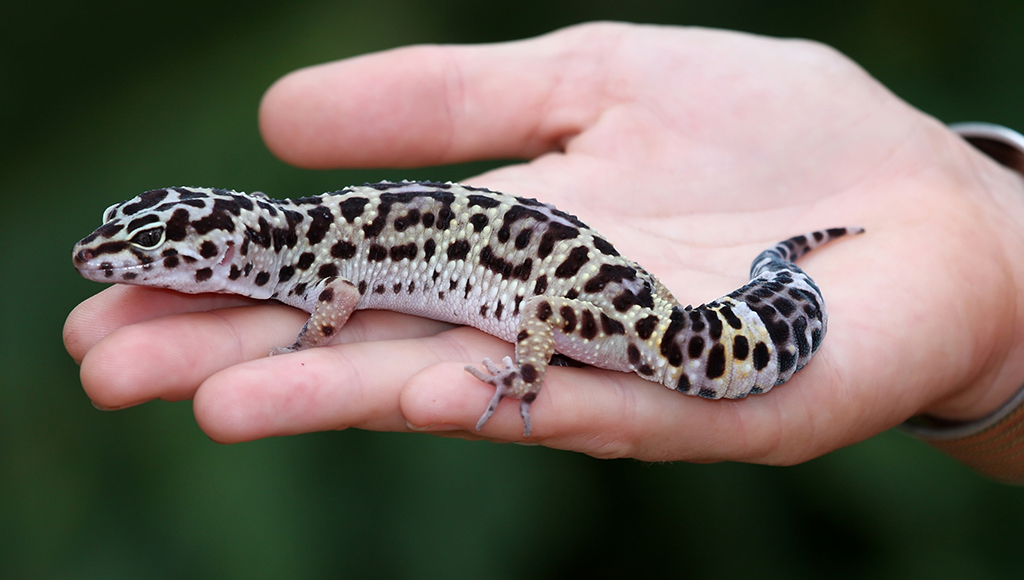 exotic pets