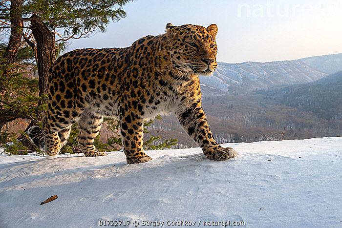 Endangered Species That Could Disappear in Your Lifetime