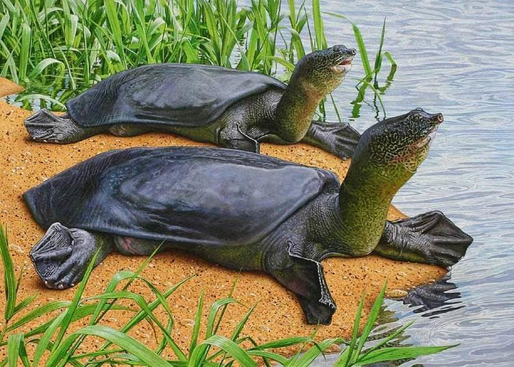 Endangered Species That Could Disappear in Your Lifetime