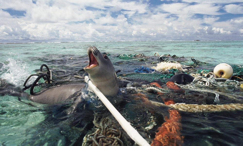 Ocean Ghosts: Rare Sea Creatures on the Verge of Extinction