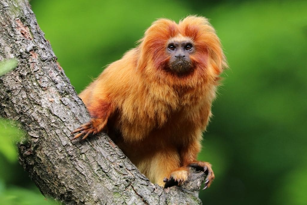 The Forgotten Endangered Species Living in Your Country