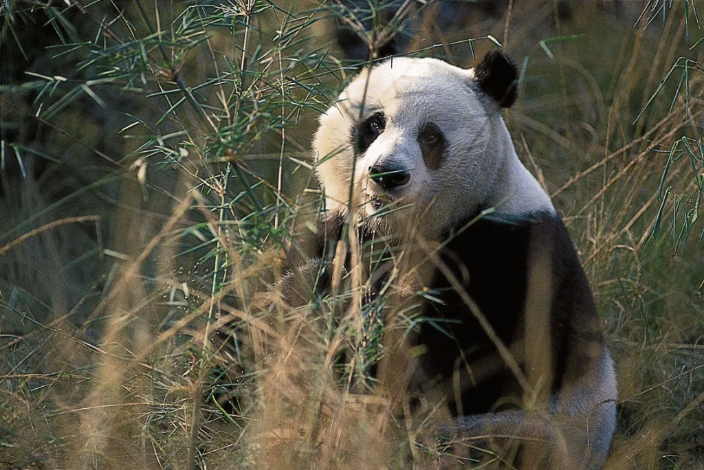 Why Endangered Species Are Key to Healthy Ecosystems