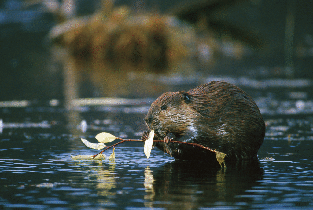 Why Endangered Species Are Key to Healthy Ecosystems